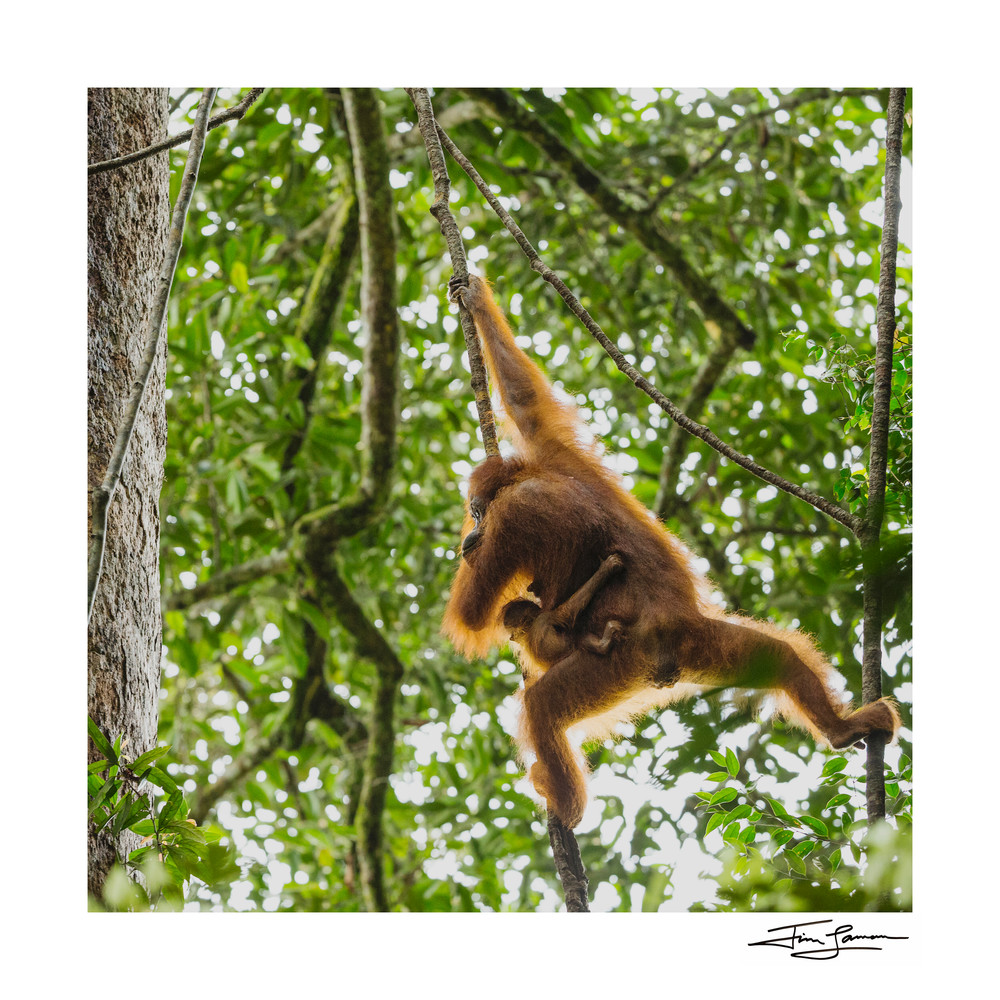 An infant orangutan holding onto its mother as they soar through the rainforest.