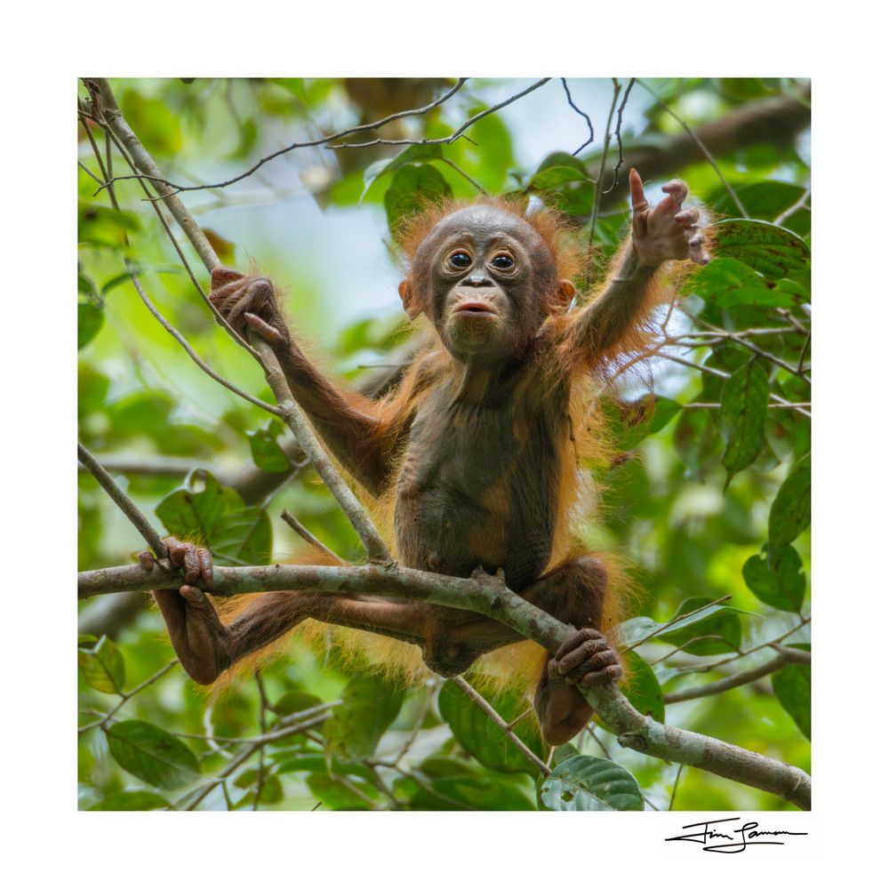 Art photograph of a baby orangutan.