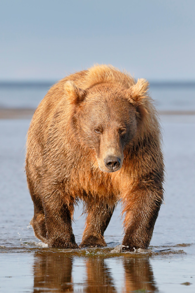 Coastal Brown Bear On Tidal Flat Vertical 44 A1702 Hallo Bay Katmai National Park Preserve Ak Usa Photography Art | Clemens Vanderwerf Photography