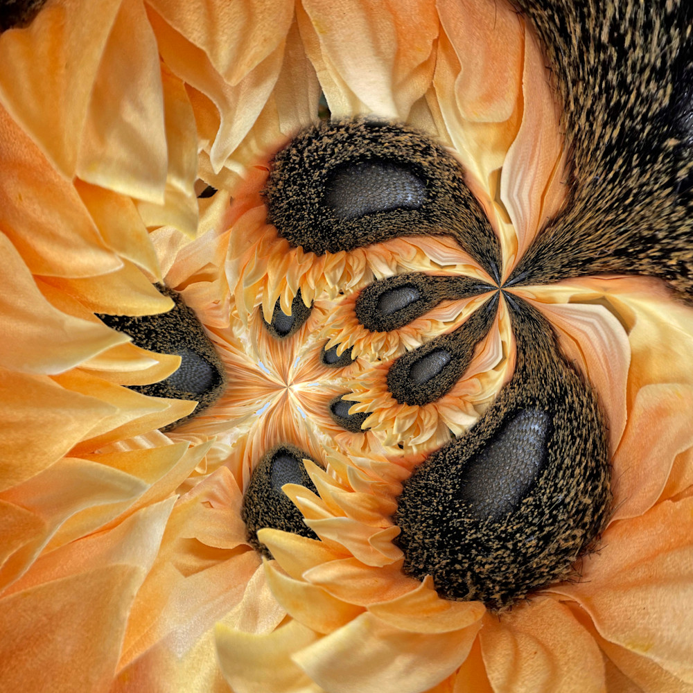 Circular Orange Photography Art | Kathleen Messmer Photography