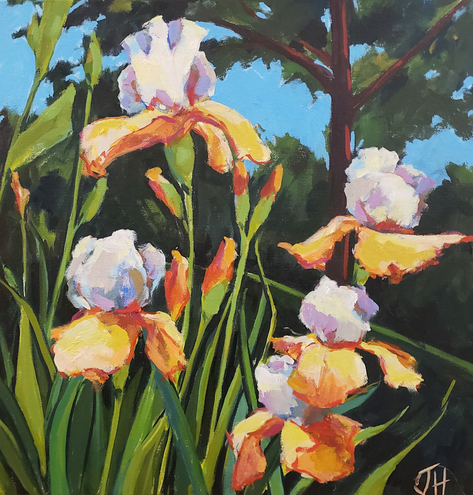 Orange Irises  Art | Jenn Hallgren Artist