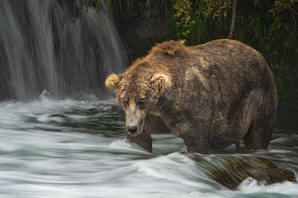 Fat Bear Photography Art | Jim Collyer Photography