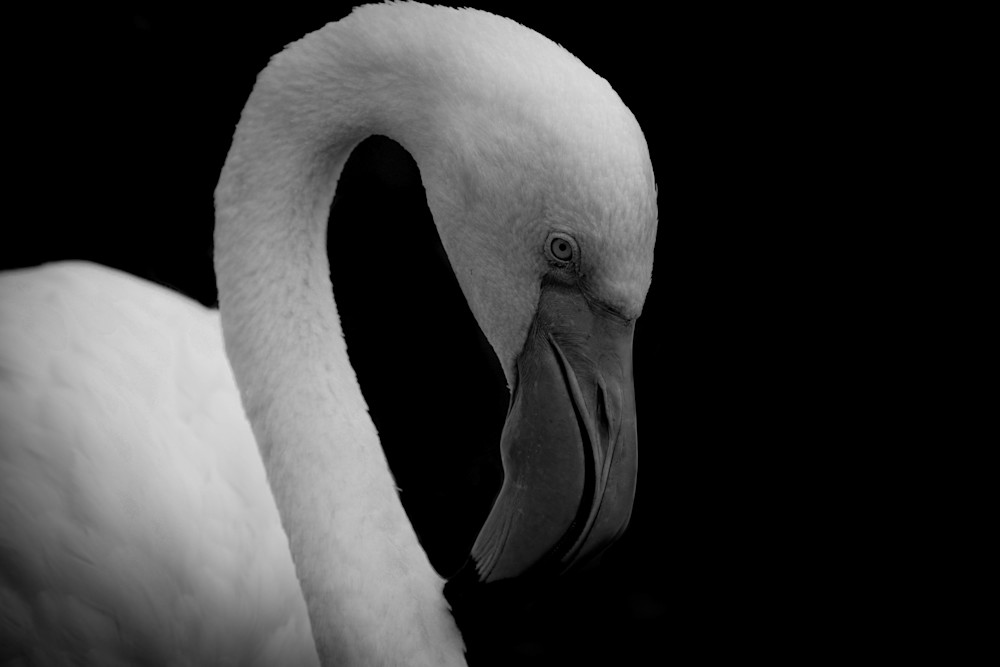 Flamingo 2 Photography Art | Devlin Images