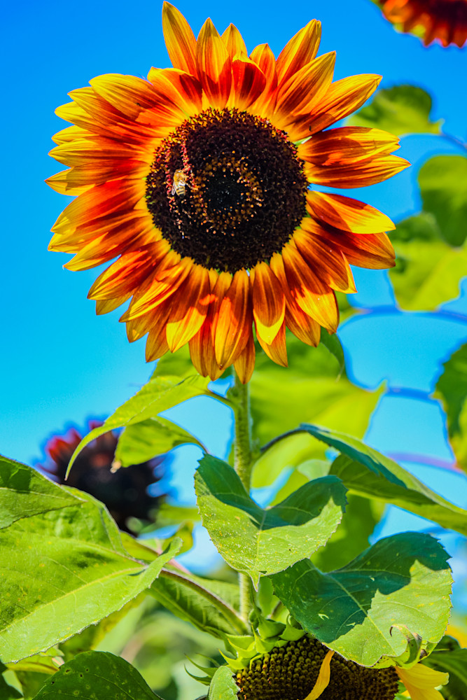 Orange Yellow Sunflower With Bee Photography Art | Ray Marie Photography 