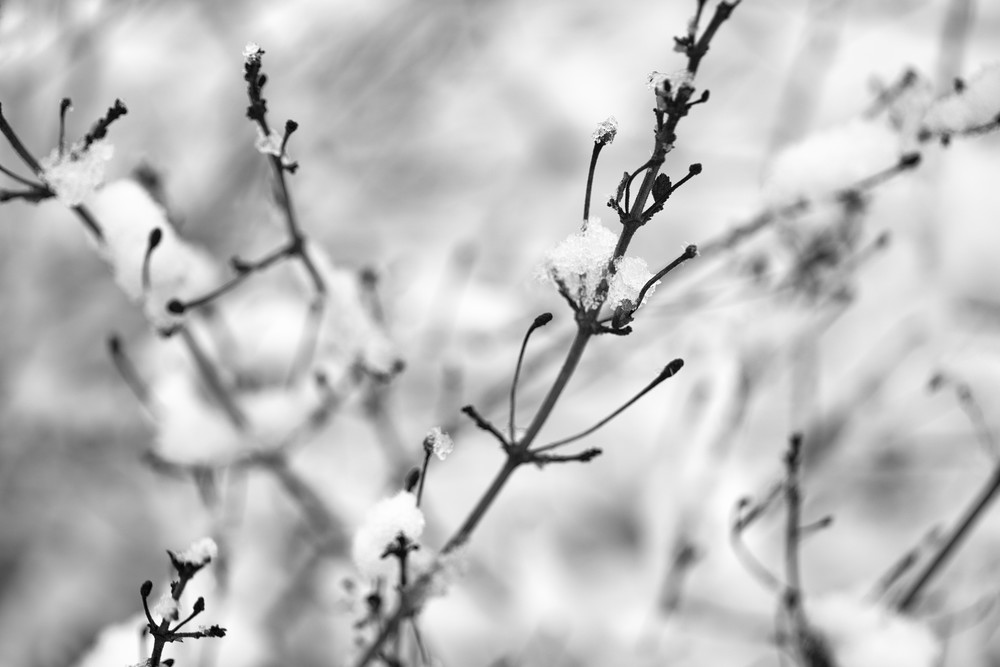 Winter Pearls  Photography Art | Carol's Little World