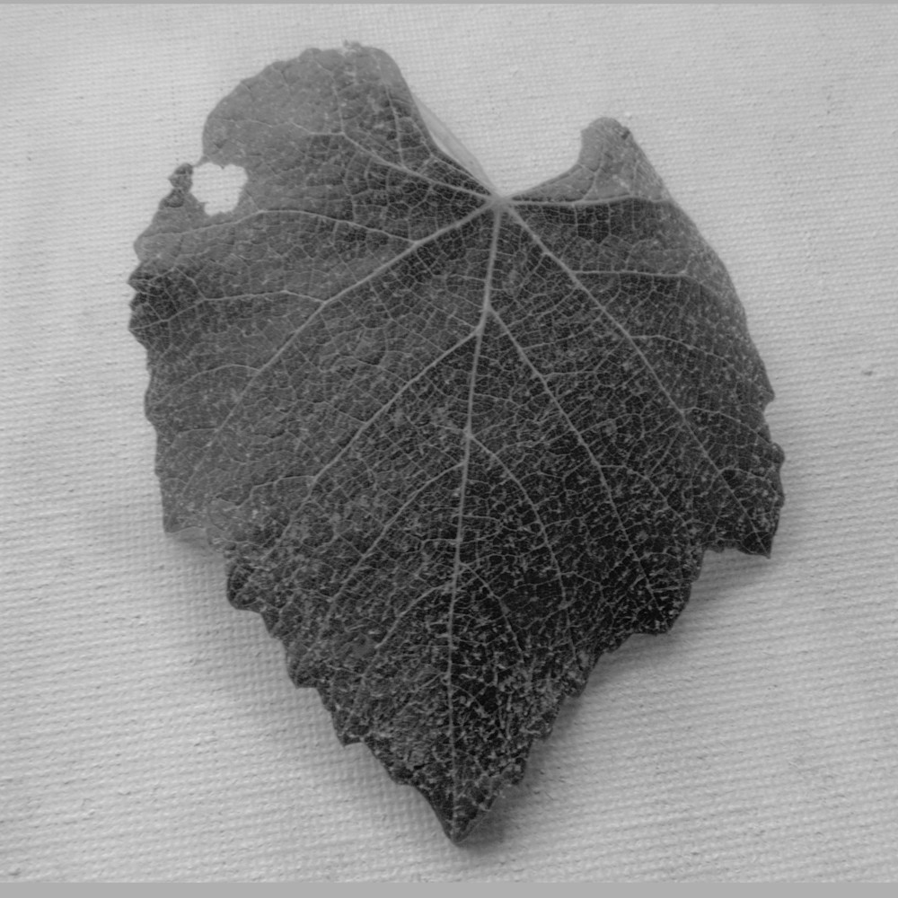 Broken Heart Leaf Black And White Photography Art | Nature is Fine Art
