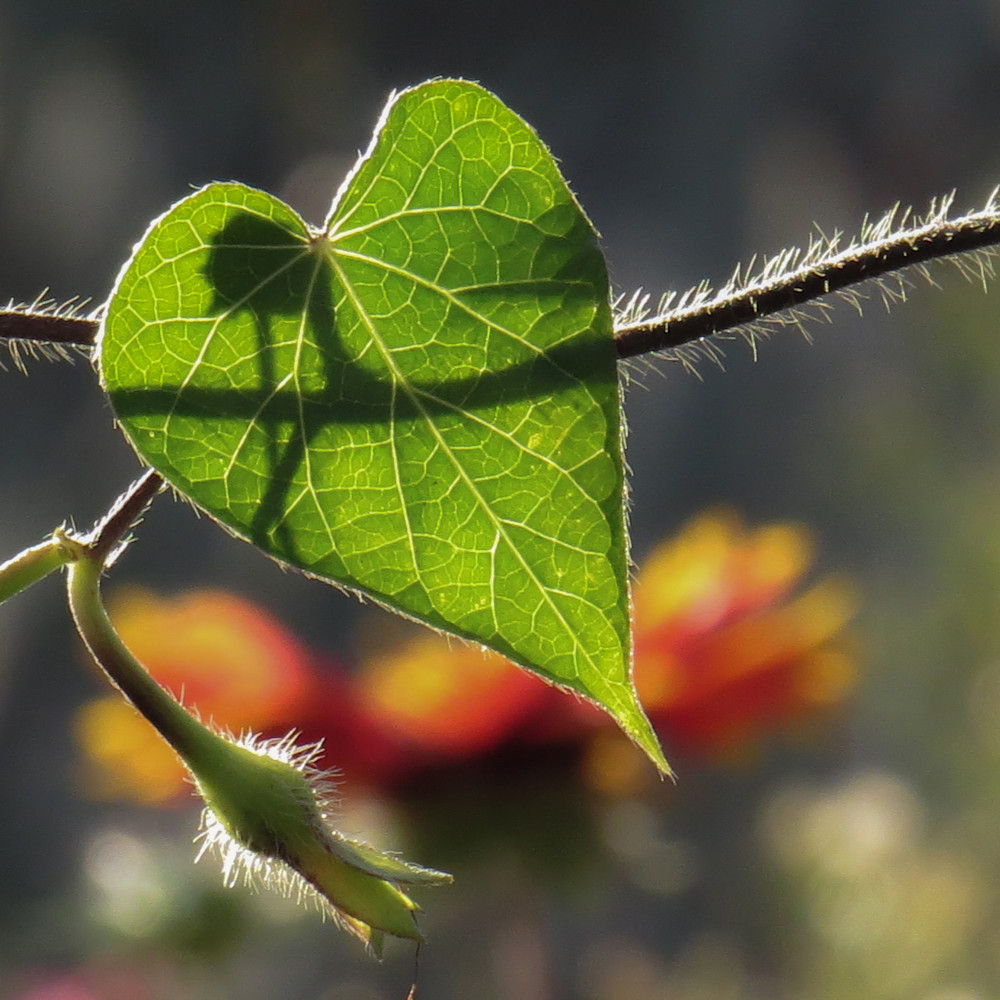 Heart Leaf | Natures Gifts of Beauty