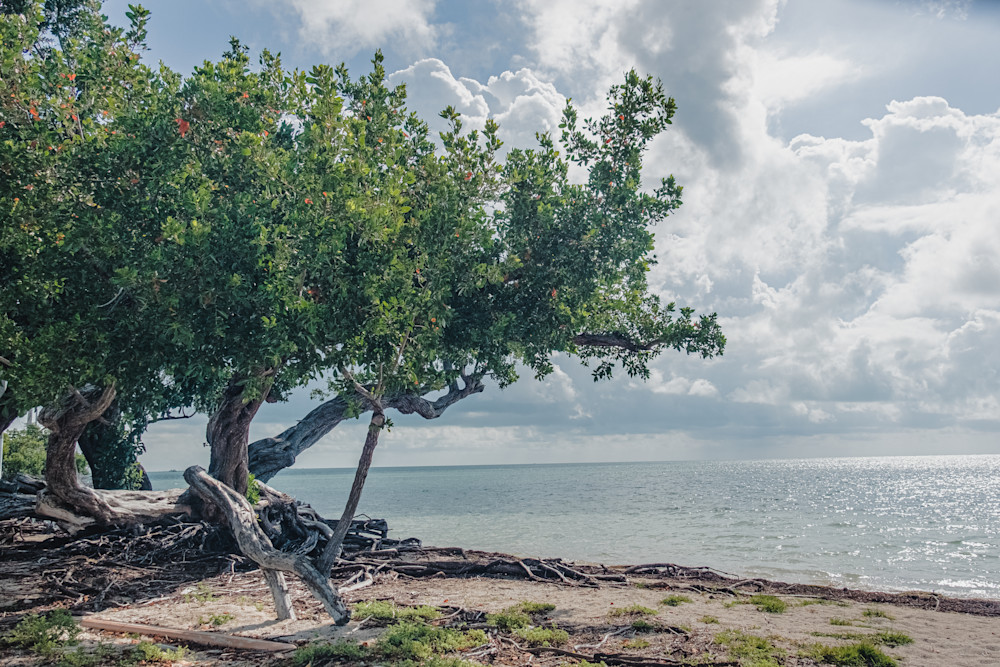 Florida Keys Beach Trees 1 2 Photography Art | Morgane Mathews Fine Art Photography