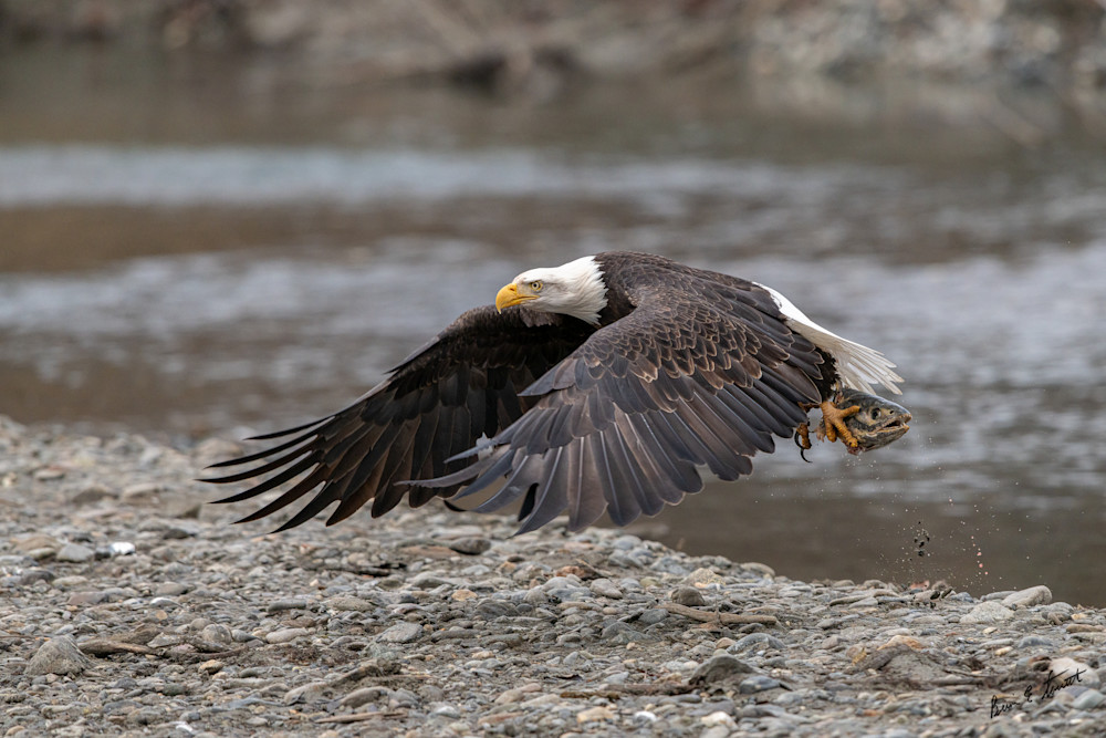 Eagle Flight With Fish Art | Alaska Wild Bear Photography