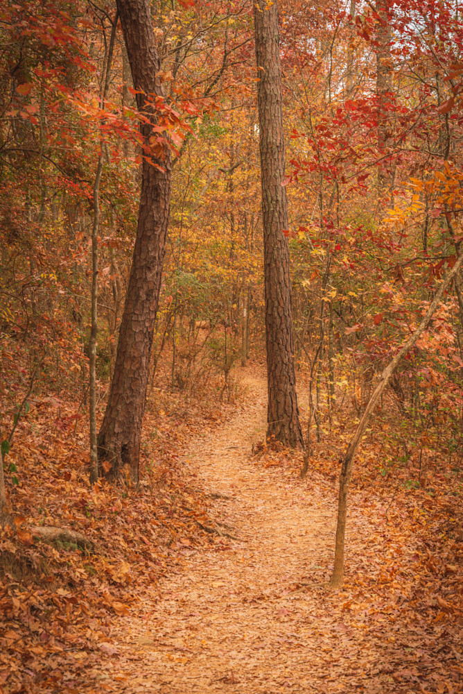 Path in the Woods | Susan J Photography | Fall colors
