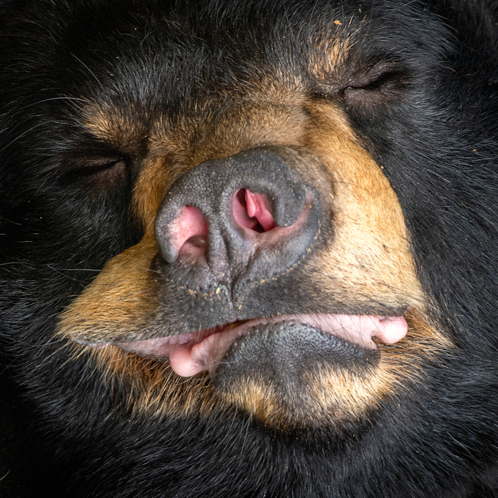 A Portrait Of A Napping Black Bear Print