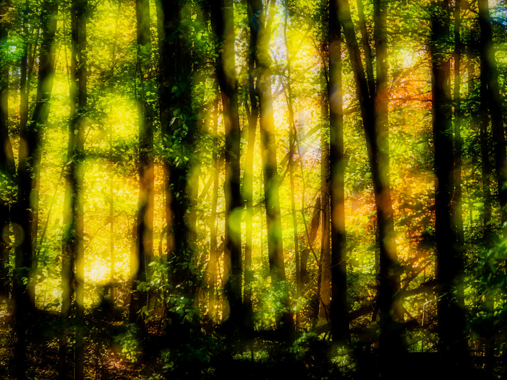 Morning Light in the Forest