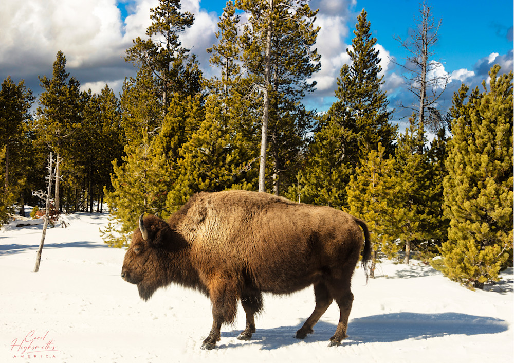 As the World Wildlife Fund points out, American bison, or buffaloes, do not move south as the weather grows bitter cold and inhospitable in Yellowstone National Park in the northwest corner of Wyoming. When blizzards blanket the plains with deep sno