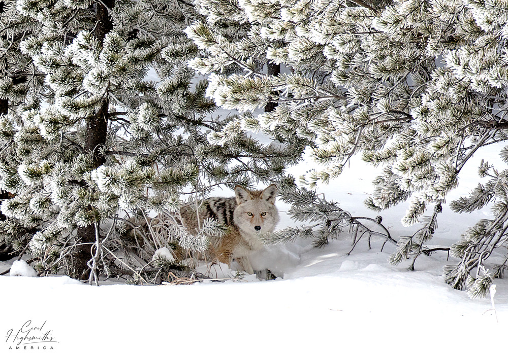 A coyote blends into its surroundings in mid-winter in Yellowstone National Park.