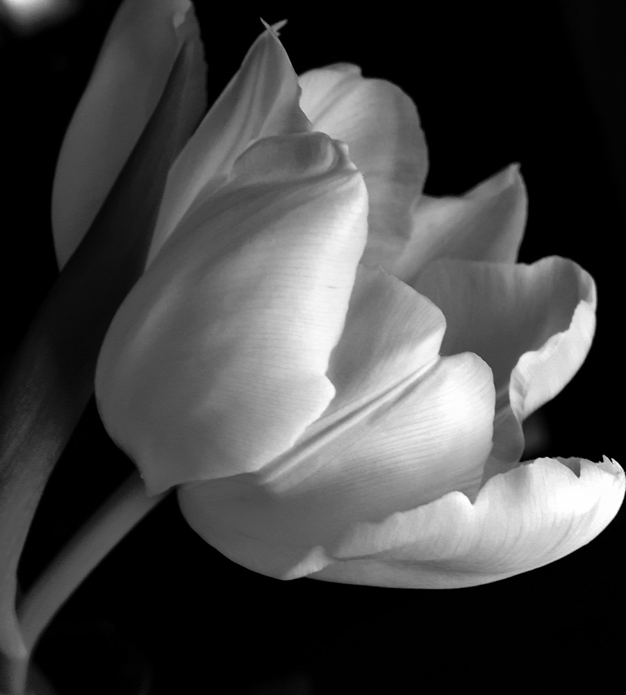 Black And White Tulip Art | Donna Starnes Creative