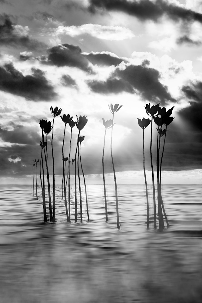 Harv Greenberg Photography - Coastal Expressions - Silent Dream