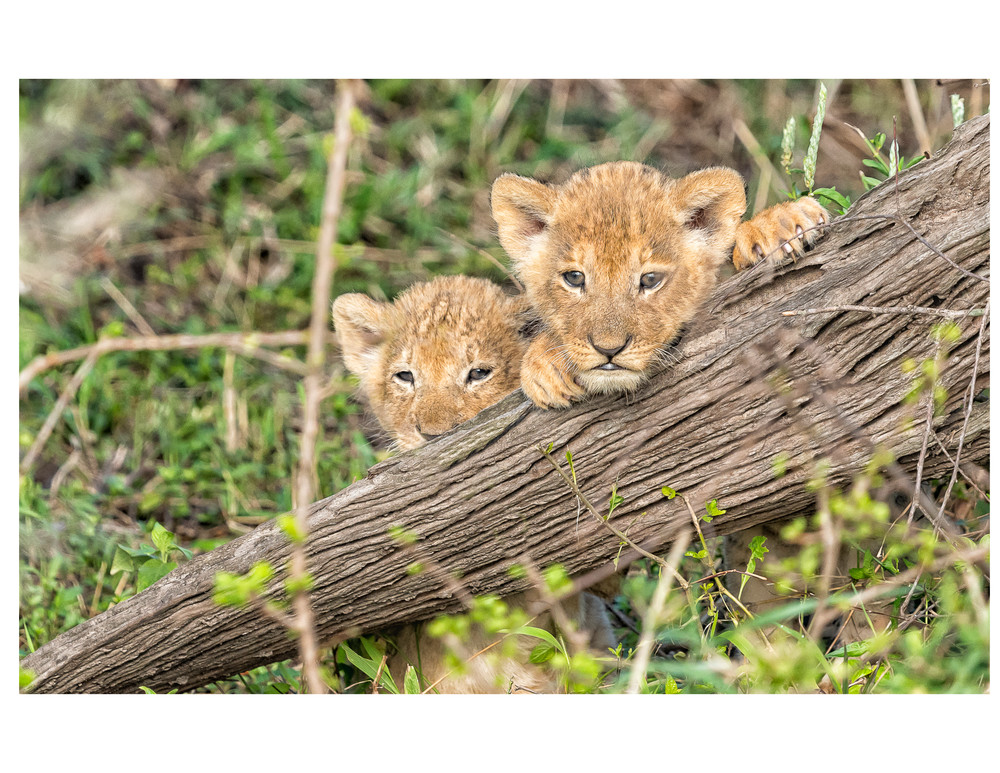 Adorable Lion Cub Print