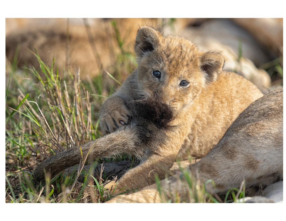 Photograph of a Lion Cub Playing
