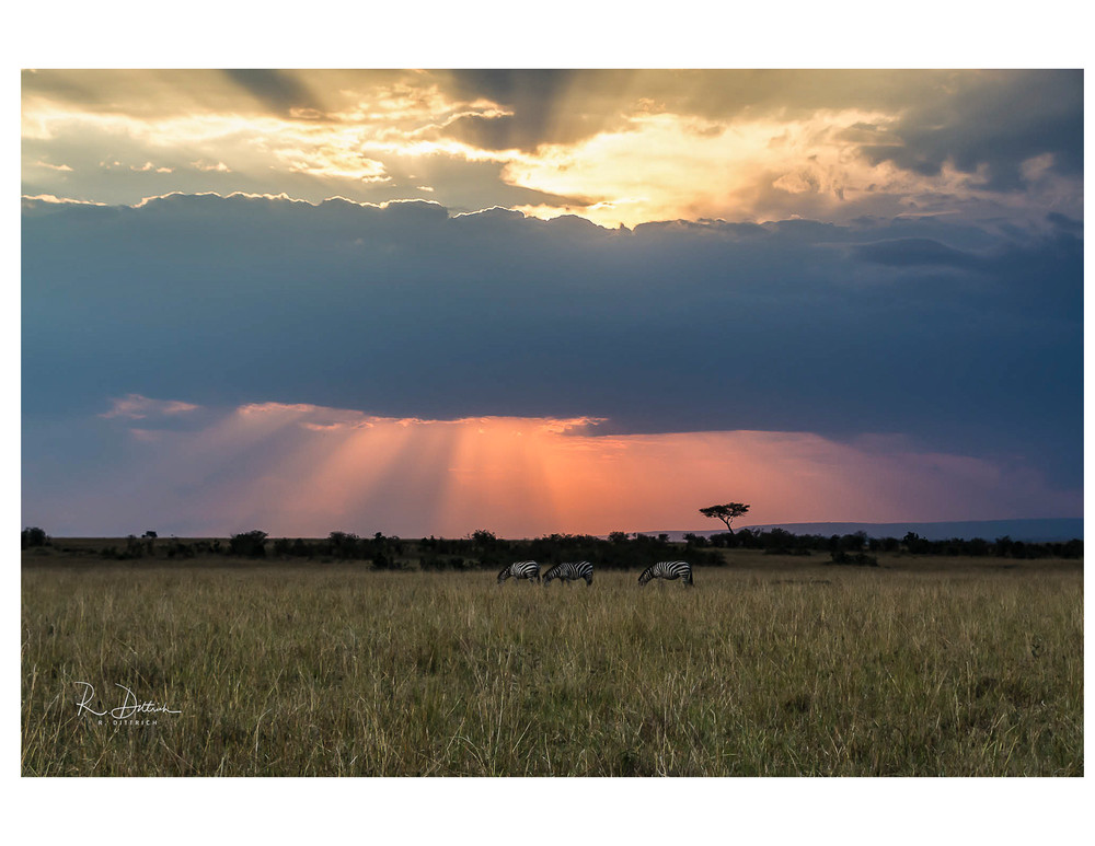 Sunset in the Maasi Mara Prints