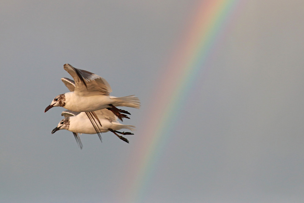 Seagull Sunrsie Photography Art | Shelley Lynch Photography