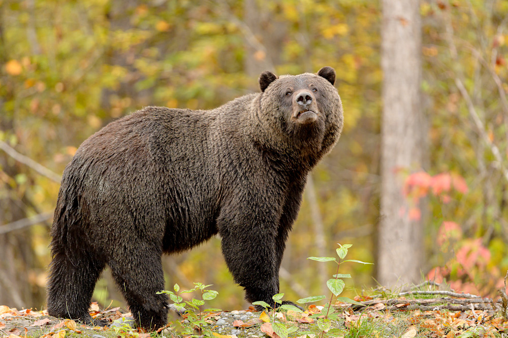 Bear In The Fall Forest Art | Alaska Wild Bear Photography