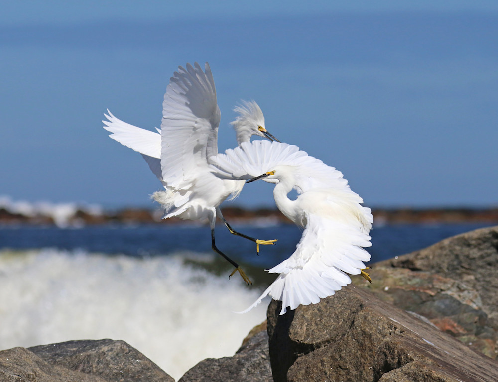 Egret Tango Photography Art | Shelley Lynch Photography