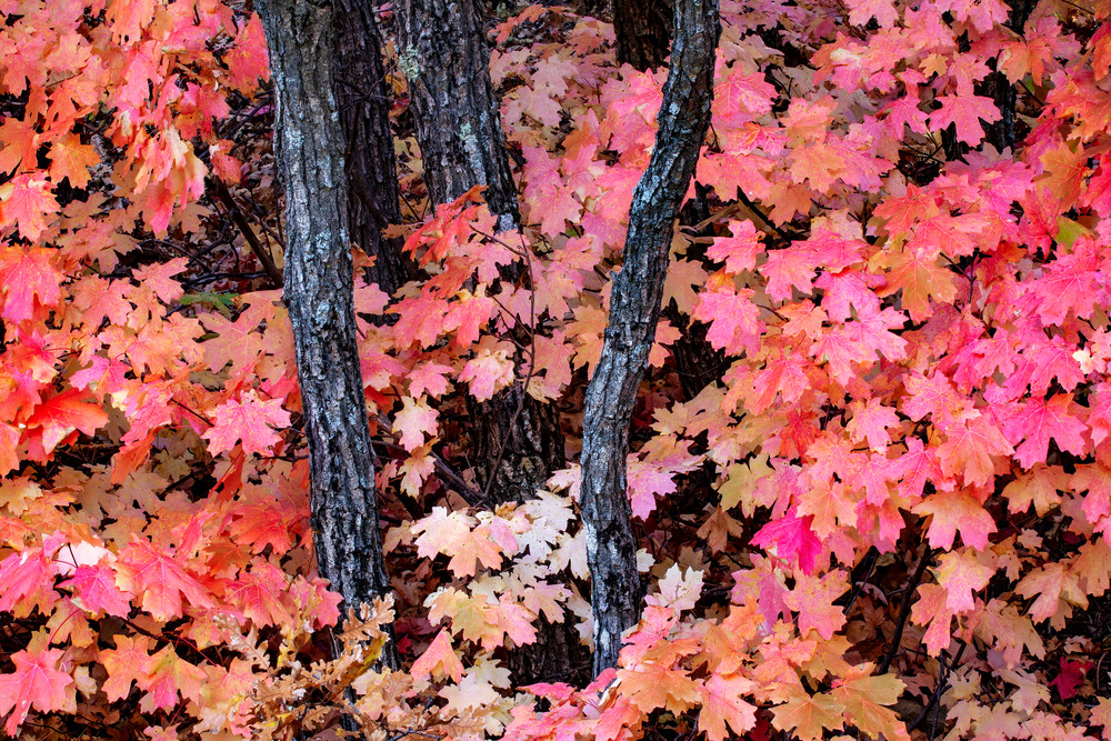 New Mexico Maple Photographs