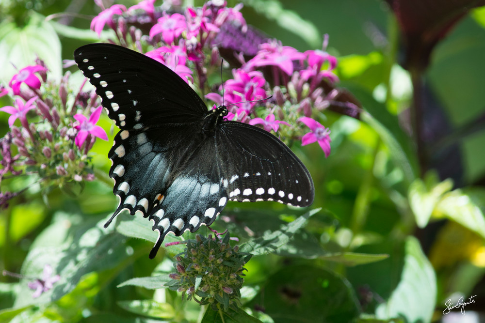Black Beauty