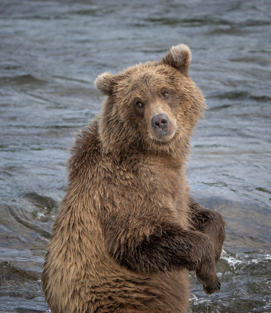 Grizzly Cub At The Falls Photography Art | Jim Collyer Photography