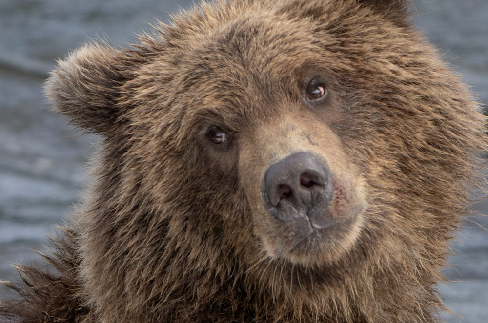 Grizzly Bear Cub Photography Art | Jim Collyer Photography