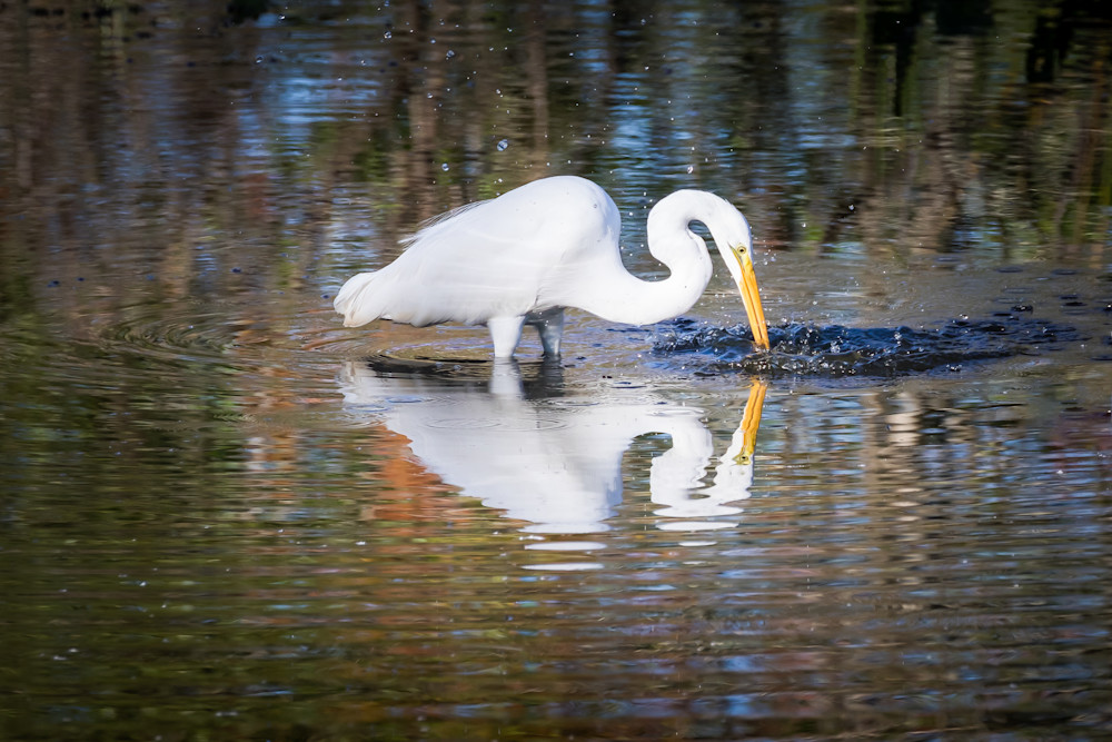 Egret Reflections 1742 Art | Kullman Visual Arts