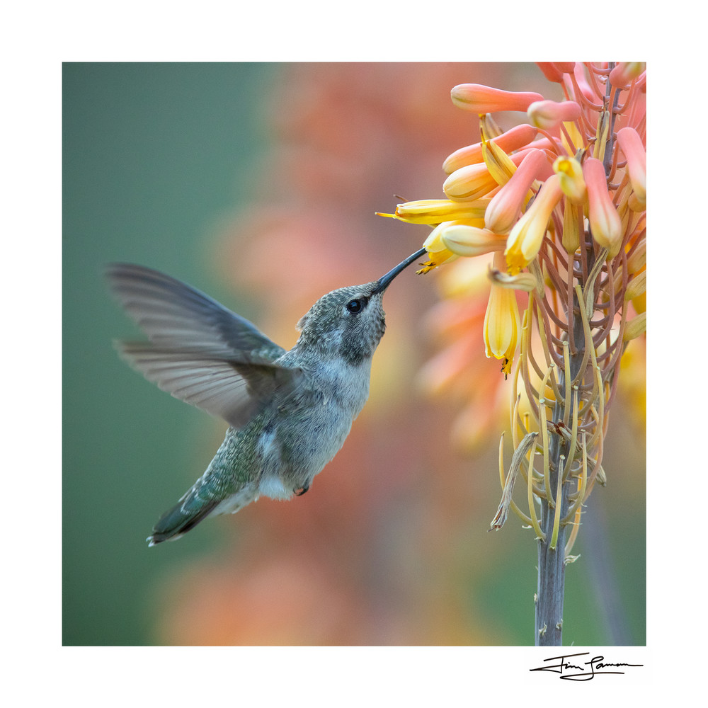 A hummingbird visits flowers at dawn.