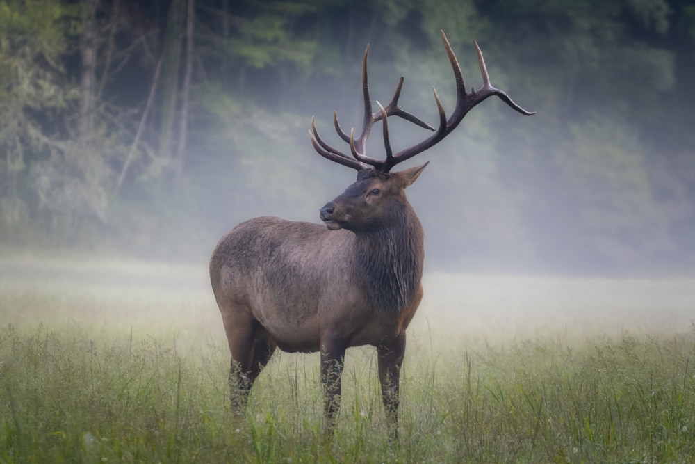 A Fierce Bull Elk Stands Guard Print