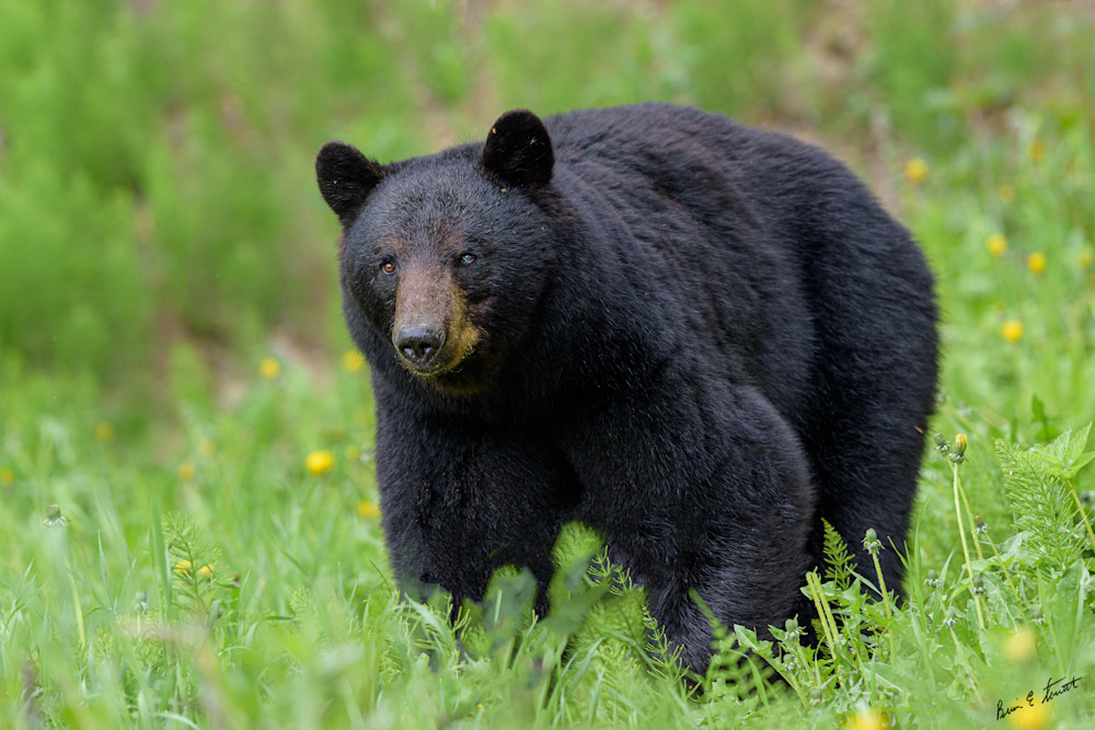 Black Bear Portrait Art | Alaska Wild Bear Photography