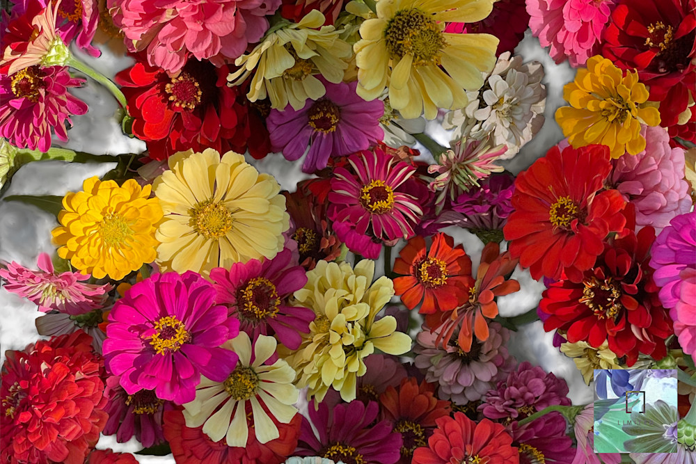 Limited Edition Floral Art:  Paula Acheson's Art Photography; Shop Fine Art 