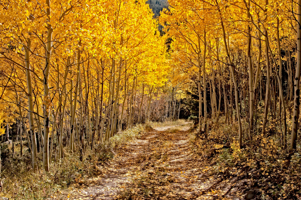 Aspen Path Poudre Canyon Colorado Photography Art | Dana Echols Photography 