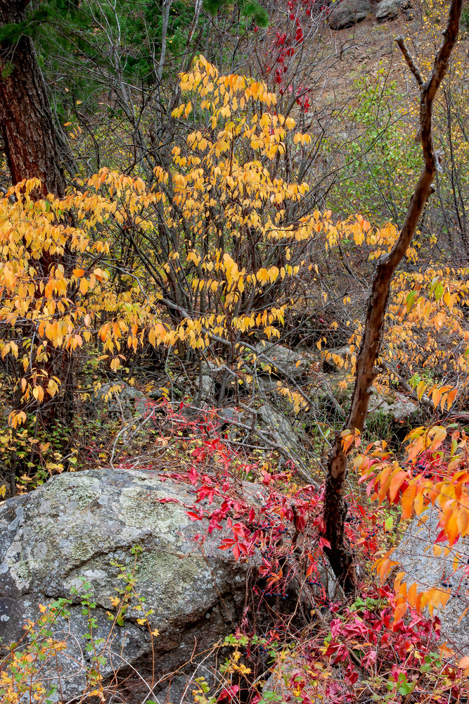 Autumn, Poudre Canyon, Colorado Photography Art | Dana Echols Photography 