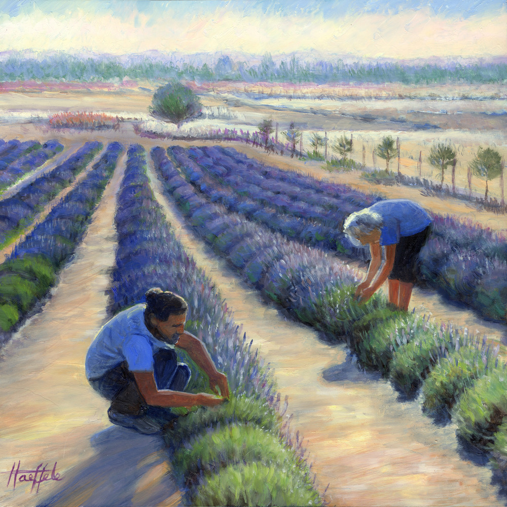 Harvesting Lavender Gold Art | Oilartist - Haeffele Fine Art