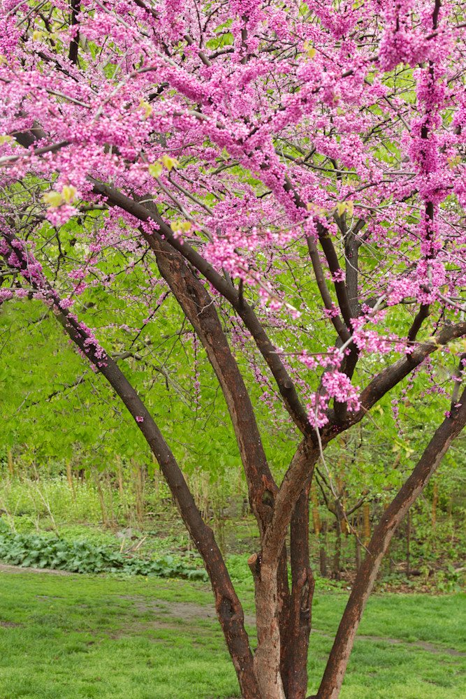 Brooklyn Botanic Garden Cherry Blossom Festival Photography Art | Elsa Gary Photography