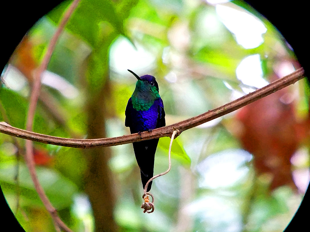  Jewel Toned  Hummingbird Photography Art | Photo Folk