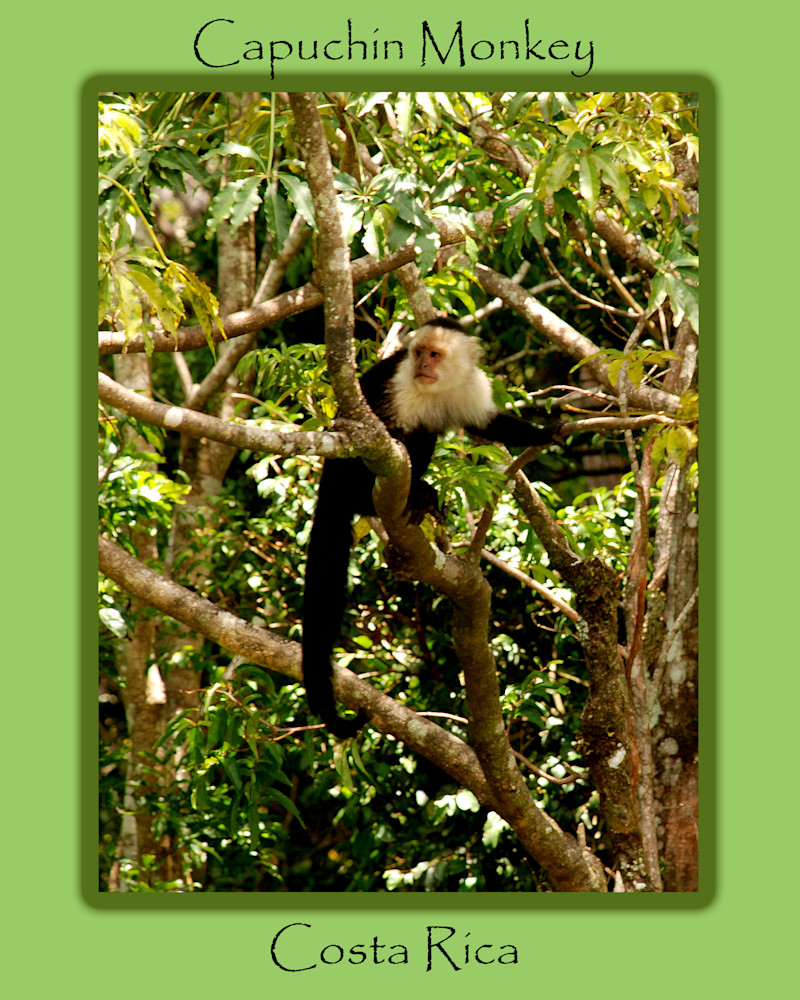 Capuchin Monkey Poster  Photography Art | Photo Folk