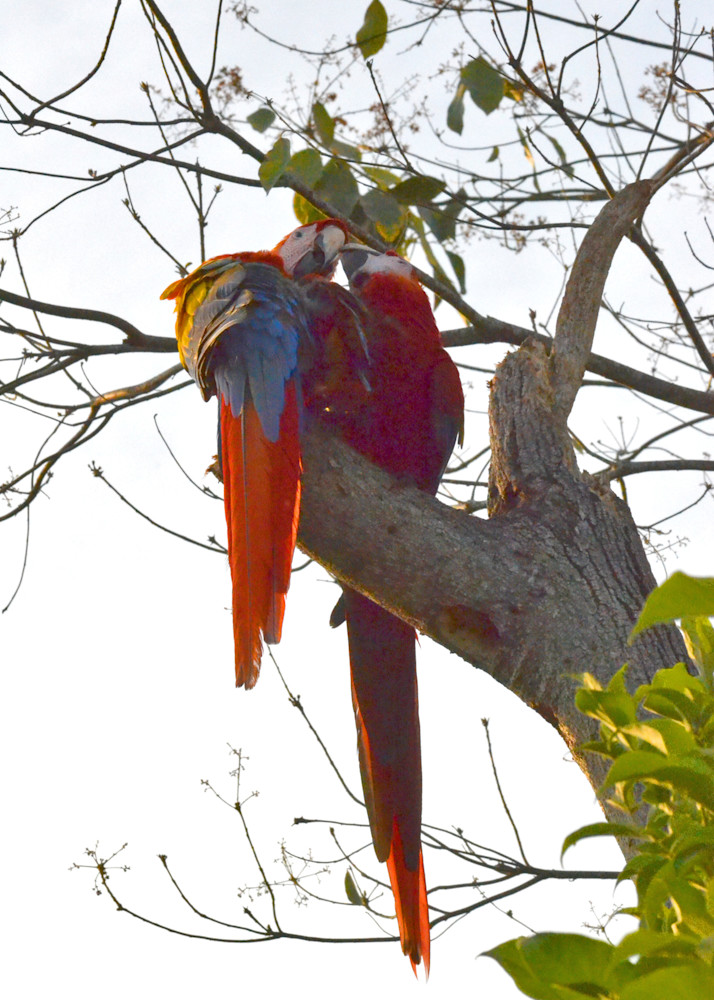 Scarlet Macaws Costa Rica Photography Art | Photo Folk