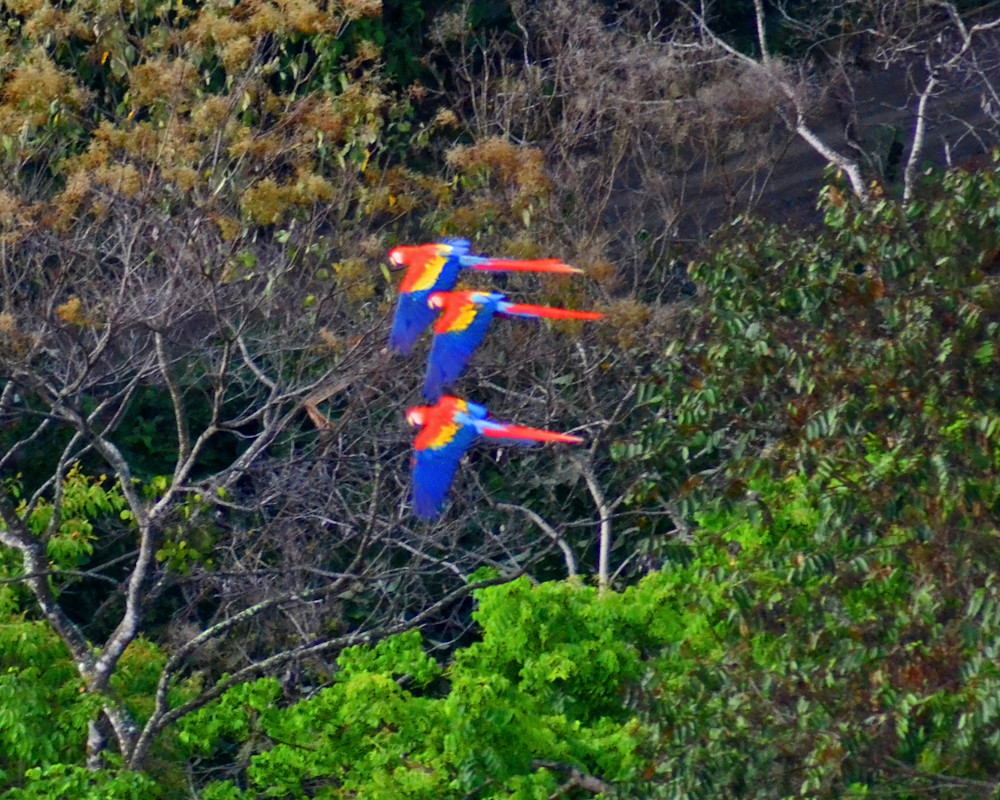  3 Macaws Flying Photography Art | Photo Folk