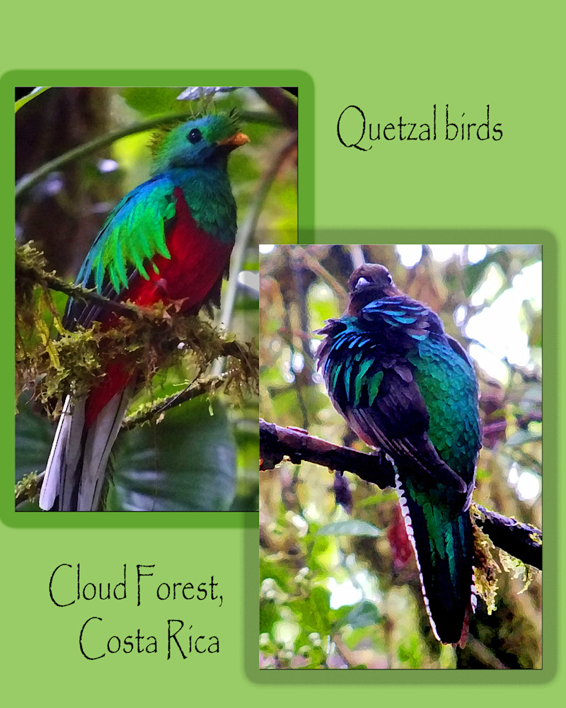 Quetzal Bird Pair Photography Art | Photo Folk