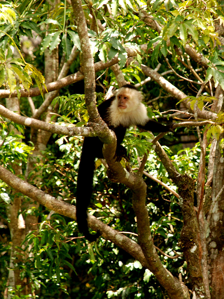  Capuchin Monkey  Photography Art | Photo Folk