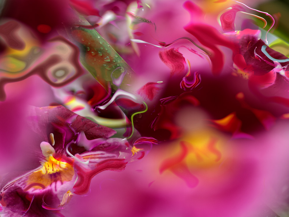 Miltonia Orchid Photography Art | Ryn Clarke Photography