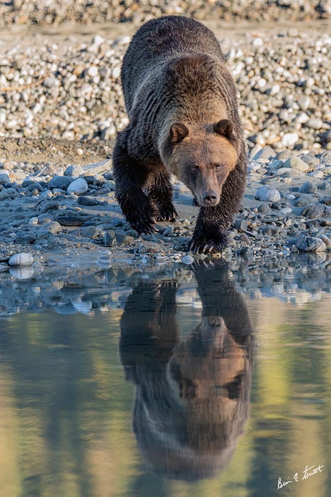 Double Bear Reflection Art | Alaska Wild Bear Photography
