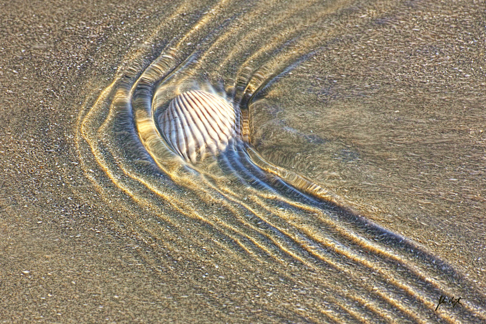 Galveston Shell No. 2 Photography Art | John Kennington Photography