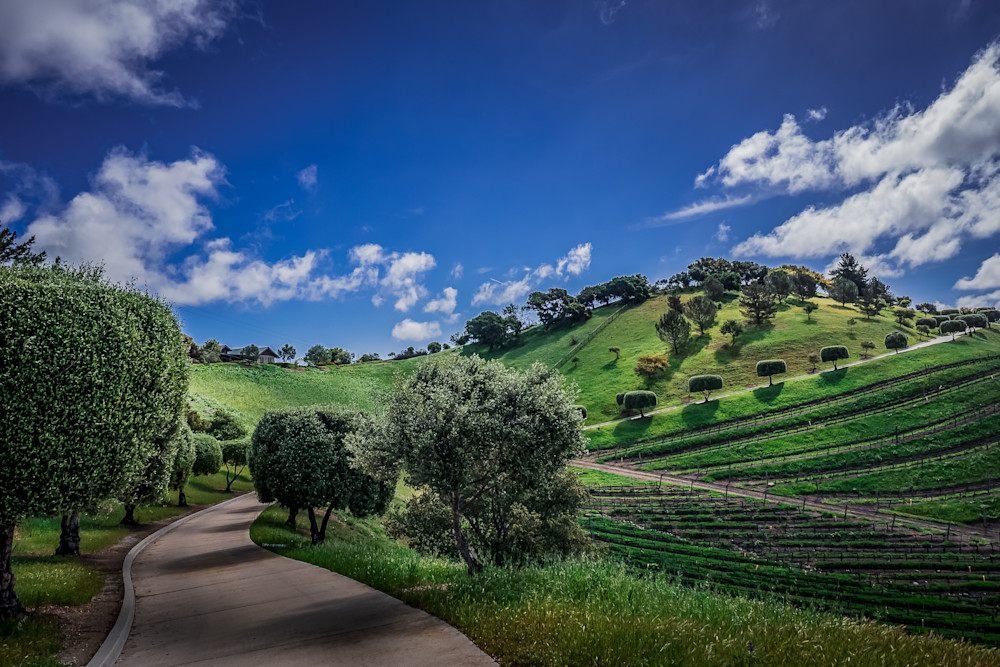 Winding Path. Santa Barbara Wine Country, California Photography Art | Kelley Dallas Photography