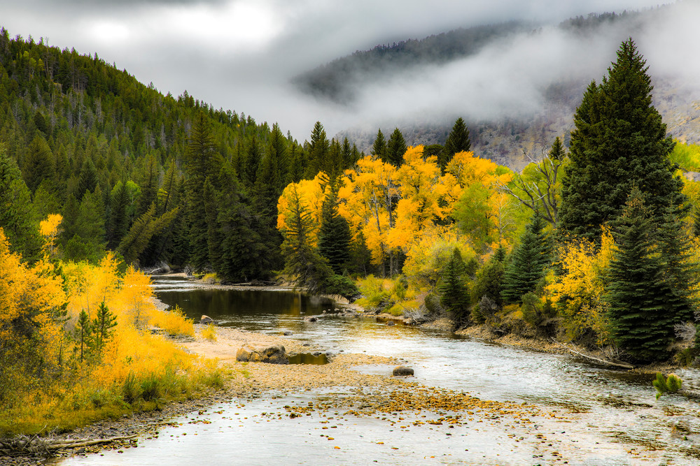 Foggy Fall, Poudre River, Colorado Photography Art | Dana Echols Photography 